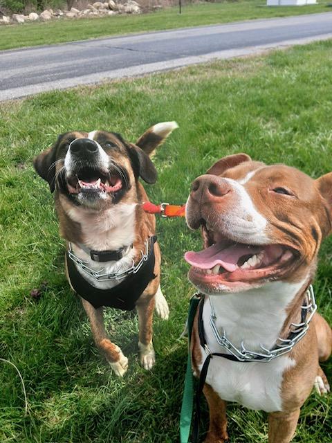 Ben, a ADOPTABLE American Staffordshire Terrier in Hillsboro, MO image 4/6