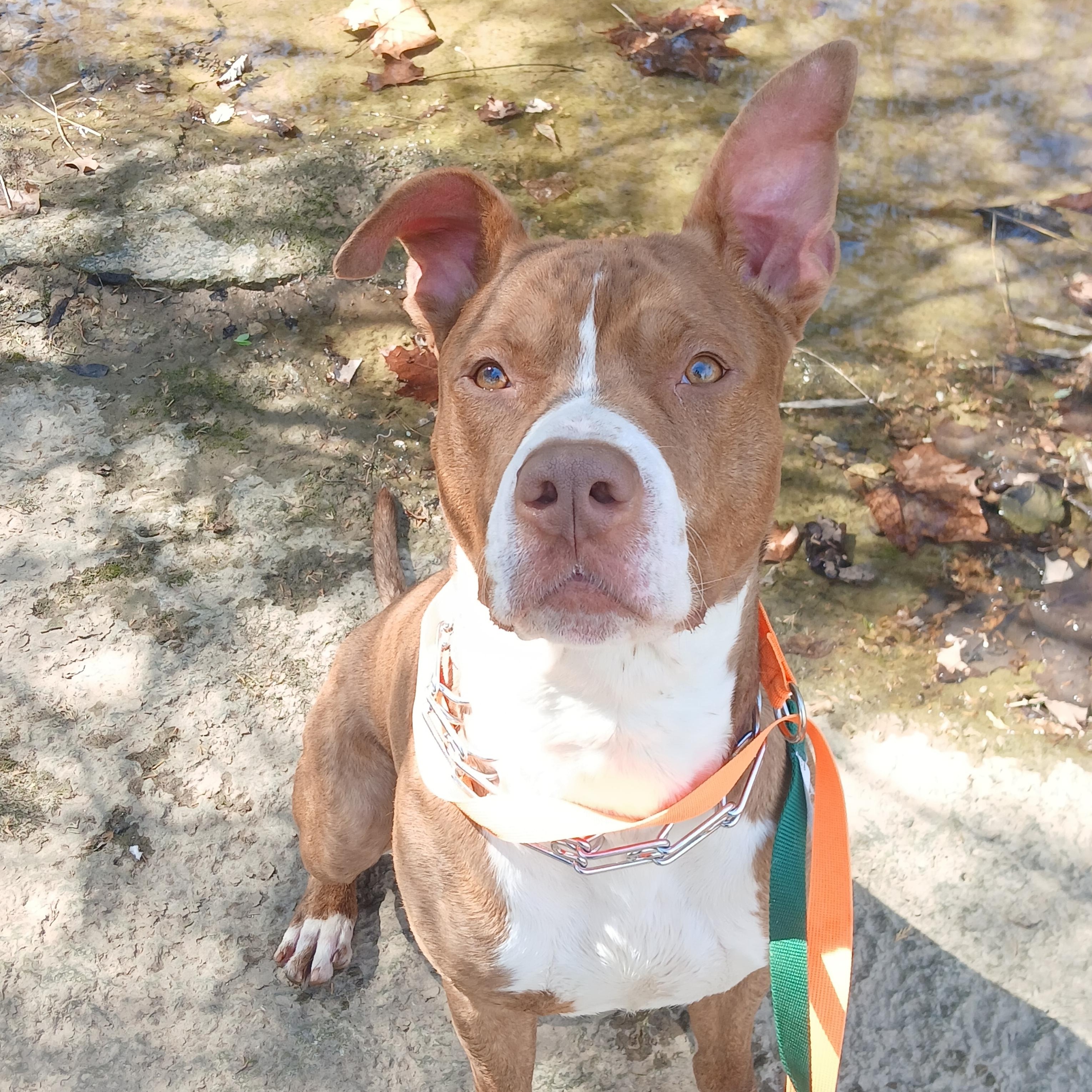 Ben, a ADOPTABLE American Staffordshire Terrier in Hillsboro, MO image 1/6