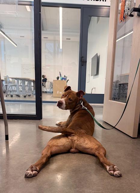 Ben, a ADOPTABLE American Staffordshire Terrier in Hillsboro, MO image 2/6