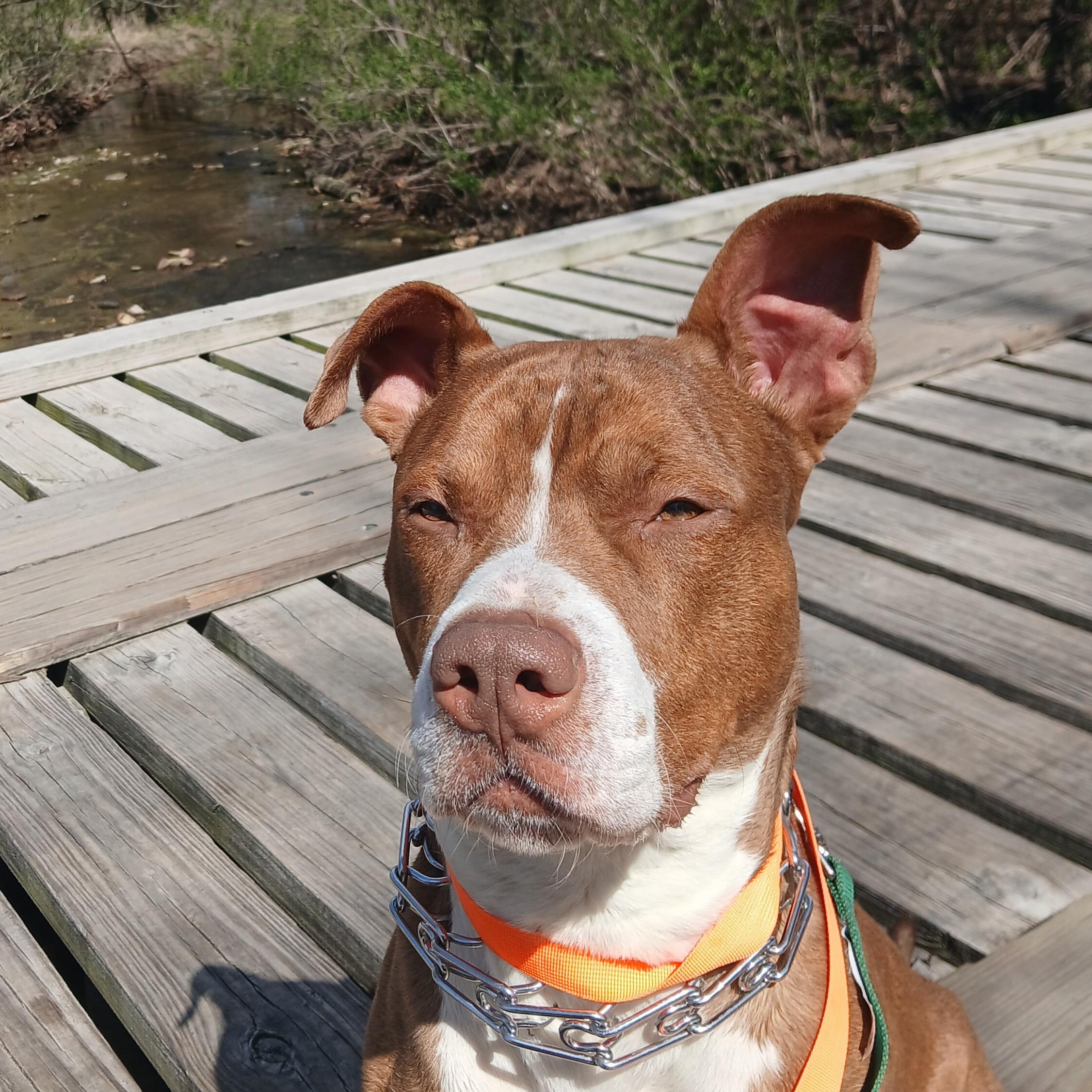 Ben, a ADOPTABLE American Staffordshire Terrier in Hillsboro, MO image 5/6