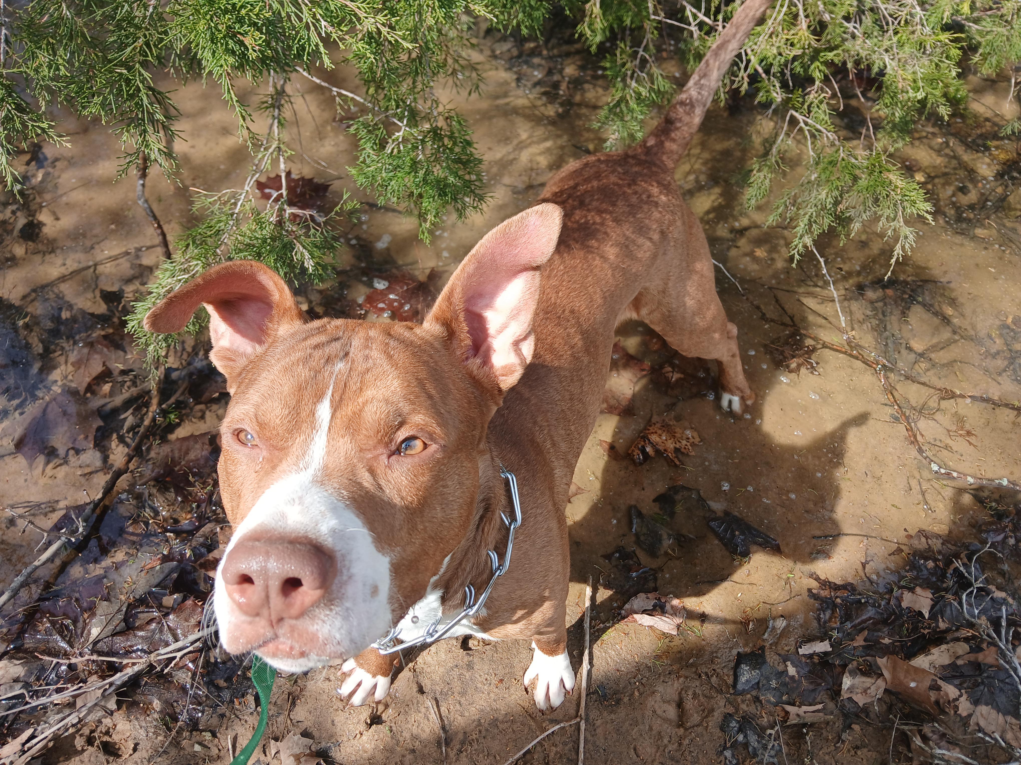 Ben, a ADOPTABLE American Staffordshire Terrier in Hillsboro, MO image 3/6