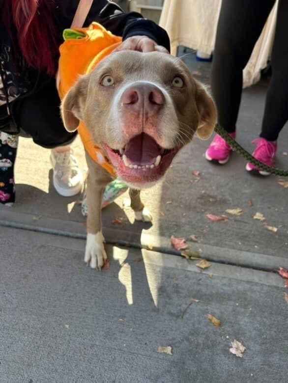 Trenton, Adoptable, Young Male Terrier.