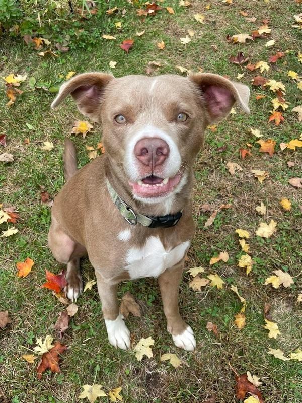 Trenton, a Adoptable mixed breed in Middletown, CT image 2/6