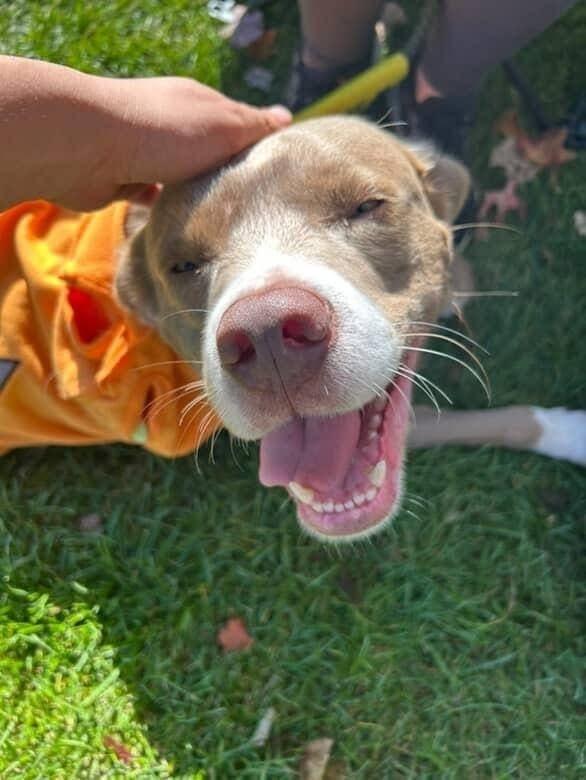 Trenton, a Adoptable mixed breed in Middletown, CT image 3/6