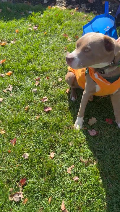 Enlarge Trenton, a Adoptable mixed breed in Middletown, CT video 6/6