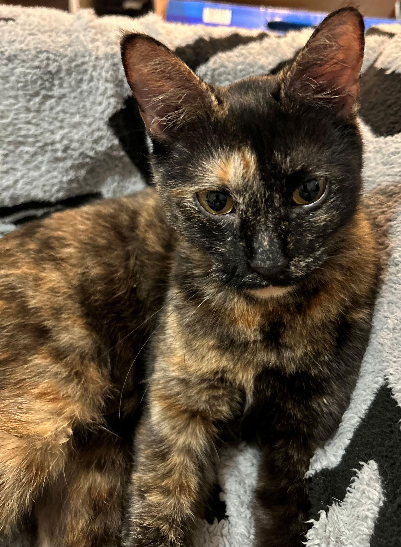 Enlarge PEPPER, a Adoptable American Shorthair in Oakland Park, FL image 1/1