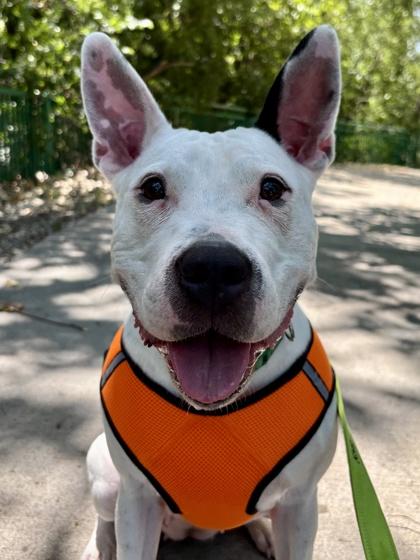 Dazzle, Adoptable, Adult Female Mixed Breed & Mixed Breed.