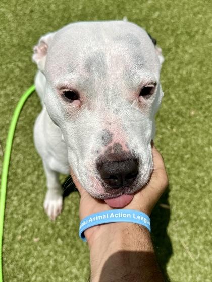 Dazzle, a Adoptable mixed breed in Wichita, KS image 3/3