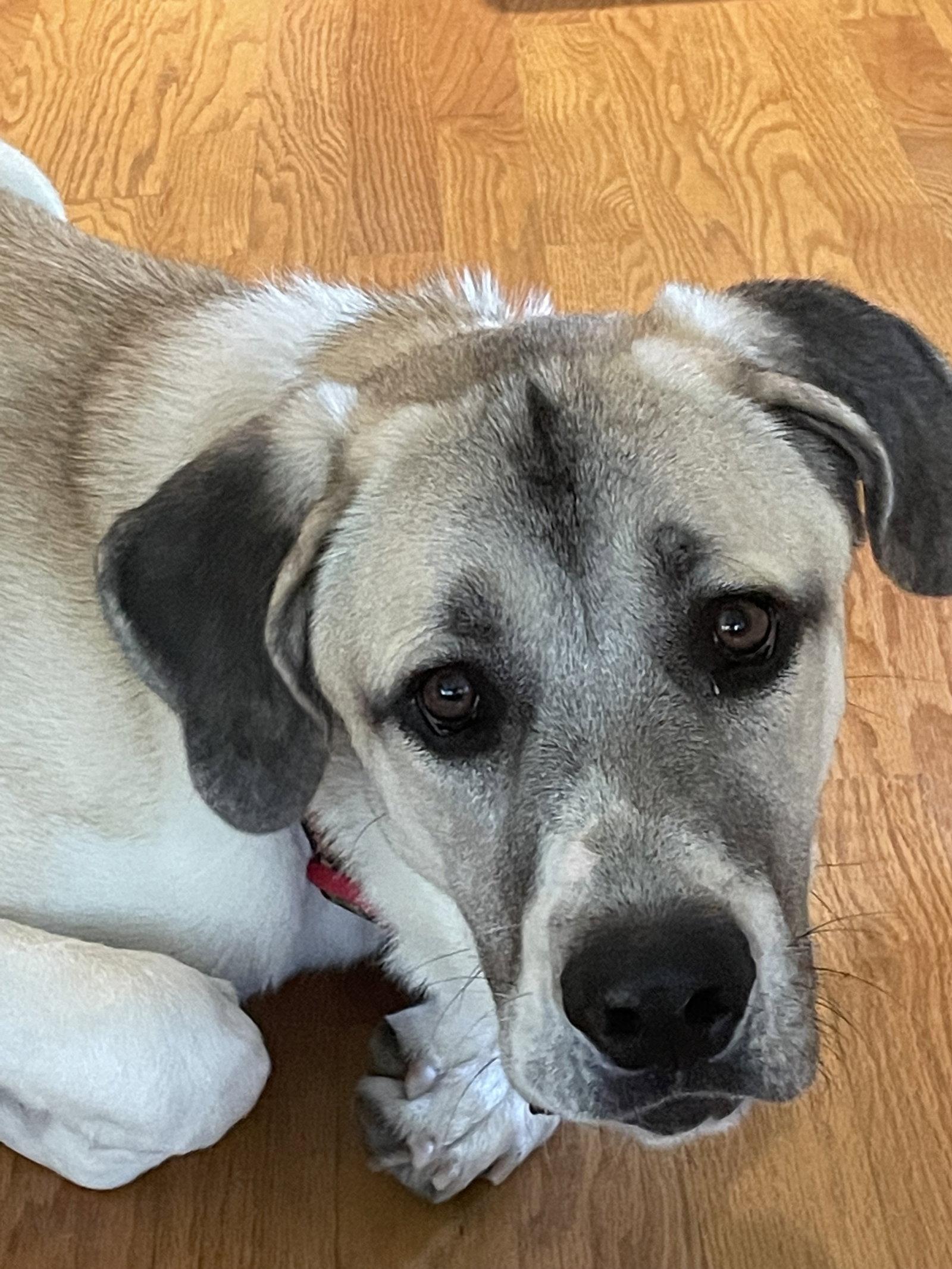Sandy, Adopted, Adult Female Great Pyrenees.