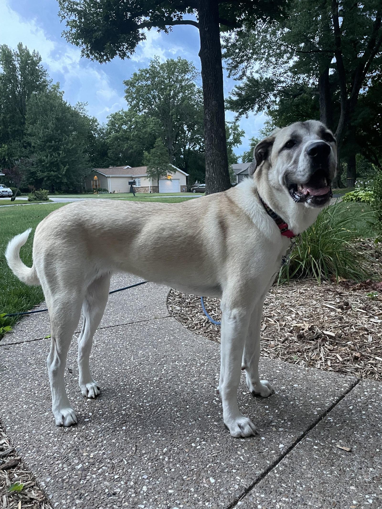 Sandy, a Adopted Great Pyrenees in St. Louis, MO image 2/3