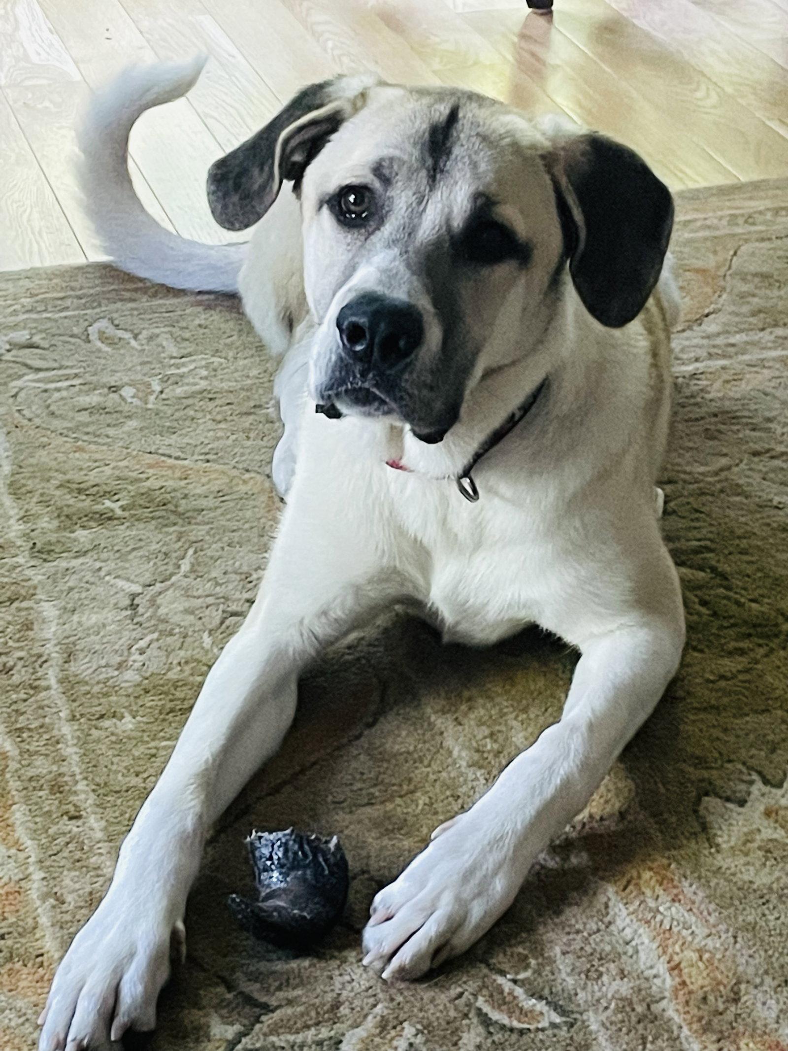 Sandy, a Adopted Great Pyrenees in St. Louis, MO image 3/3