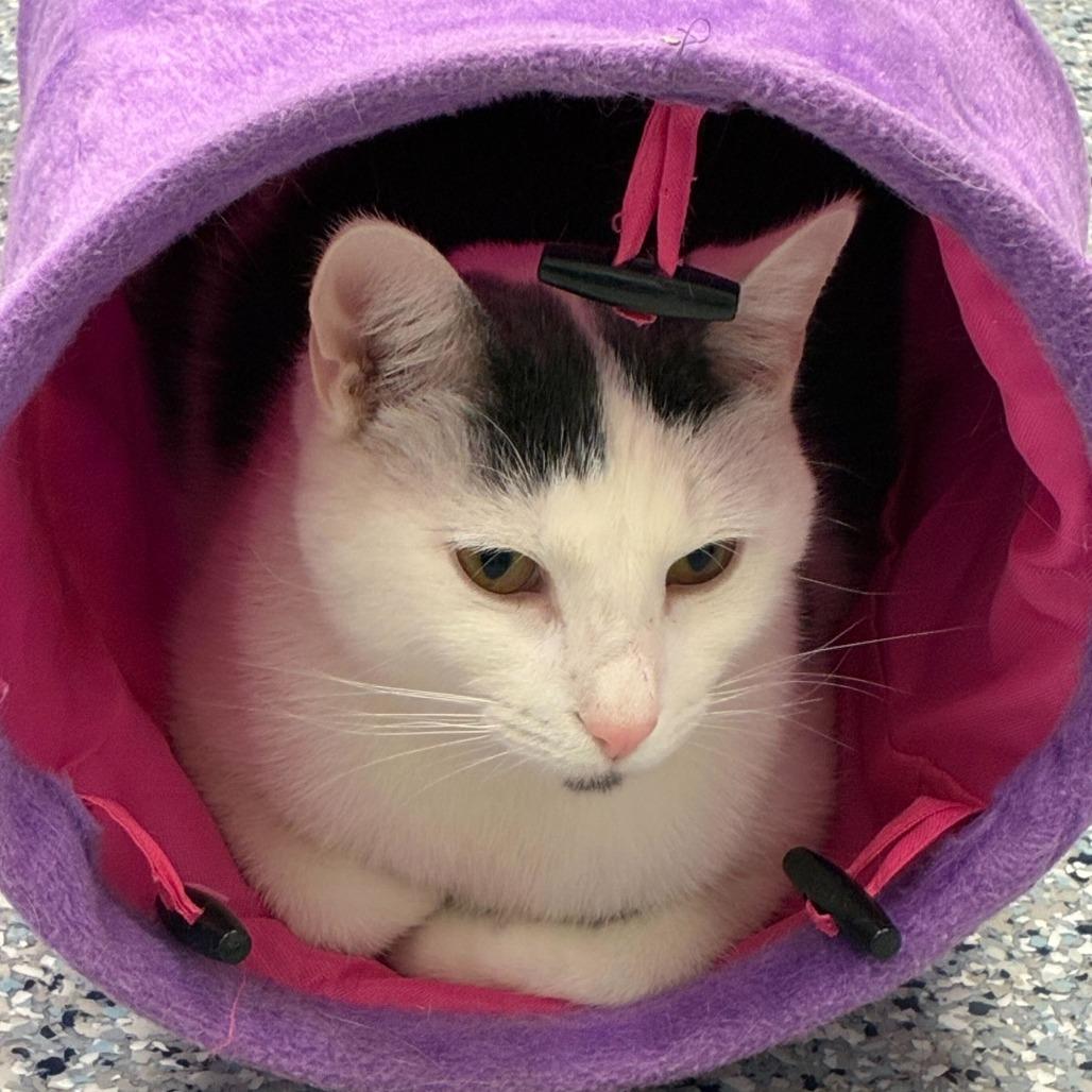 Paul, Adoptable, Adult Male Domestic Medium Hair.