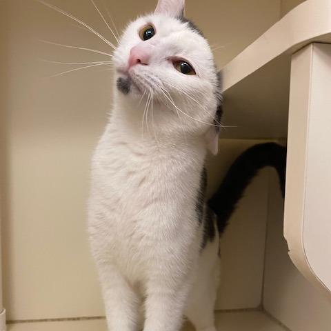 Paul, Adoptable, Adult Male Domestic Medium Hair.