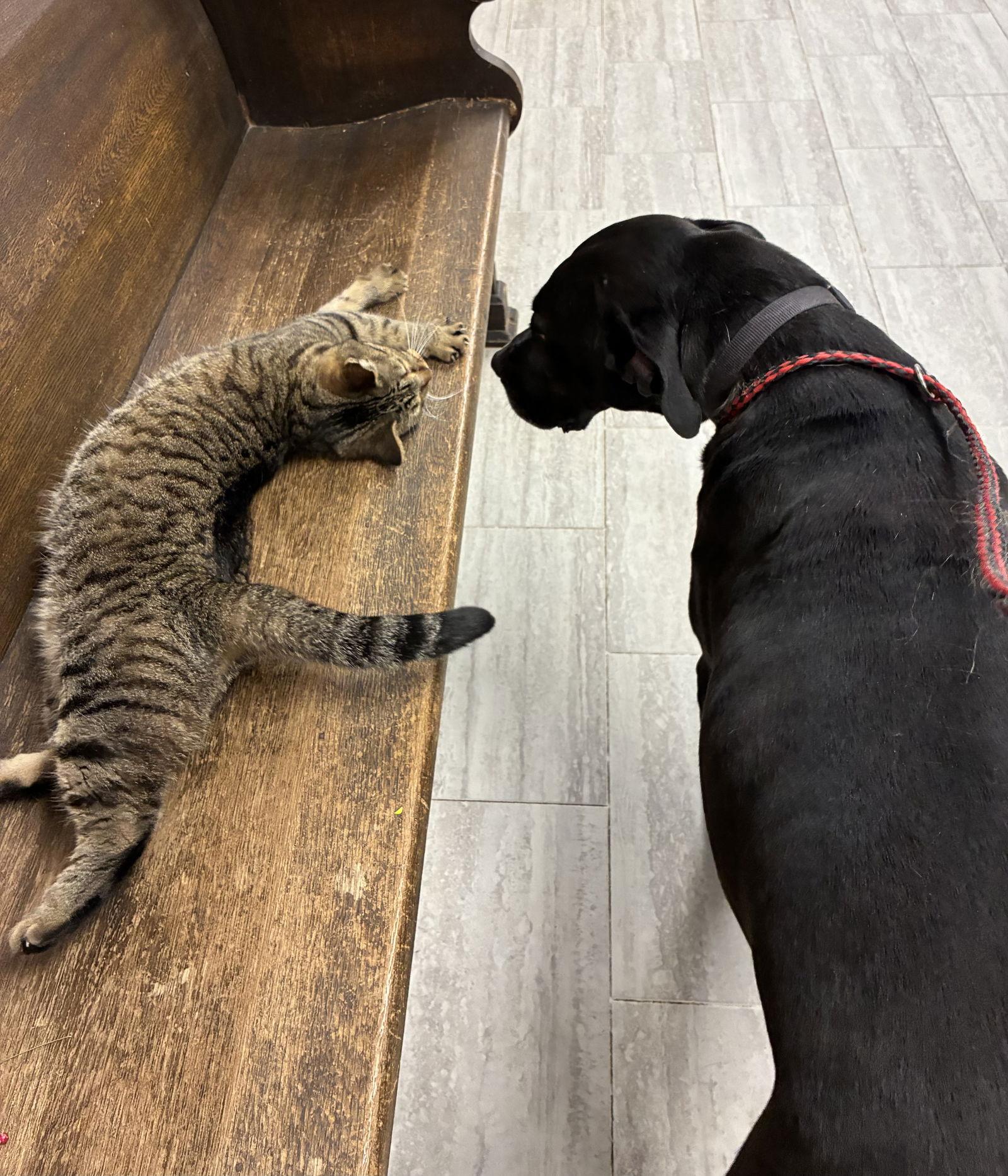 Noelle, Adoptable, Young Female Labrador Retriever.