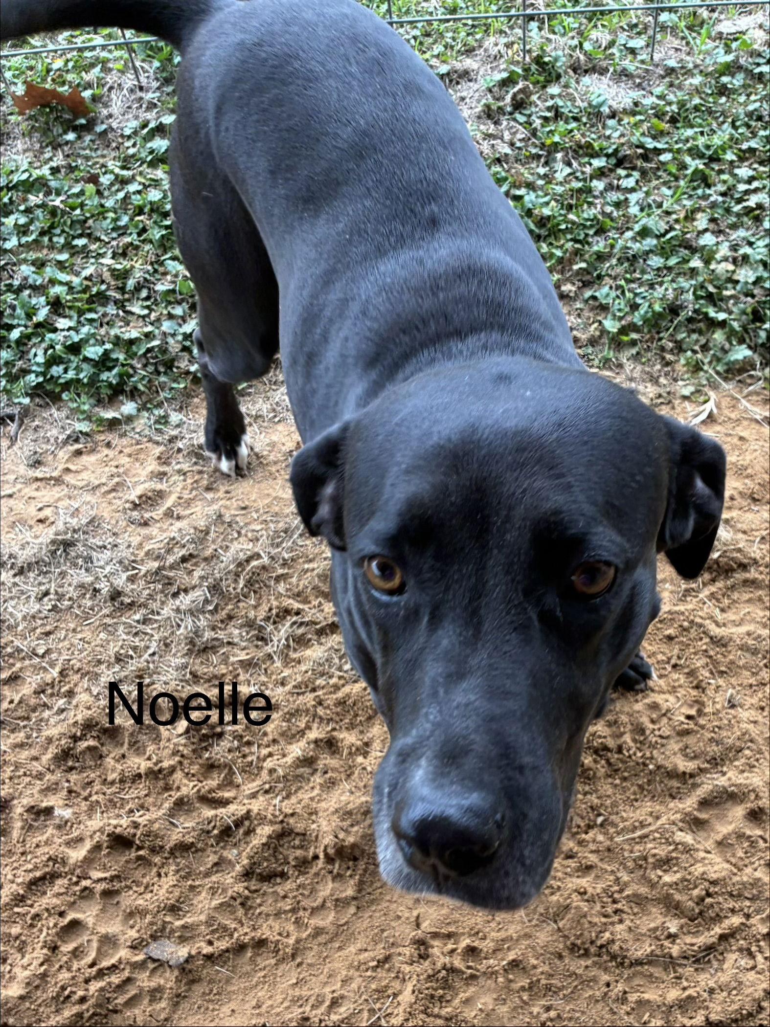 Noelle, a Adoptable Labrador Retriever in Farmerville, LA image 2/3