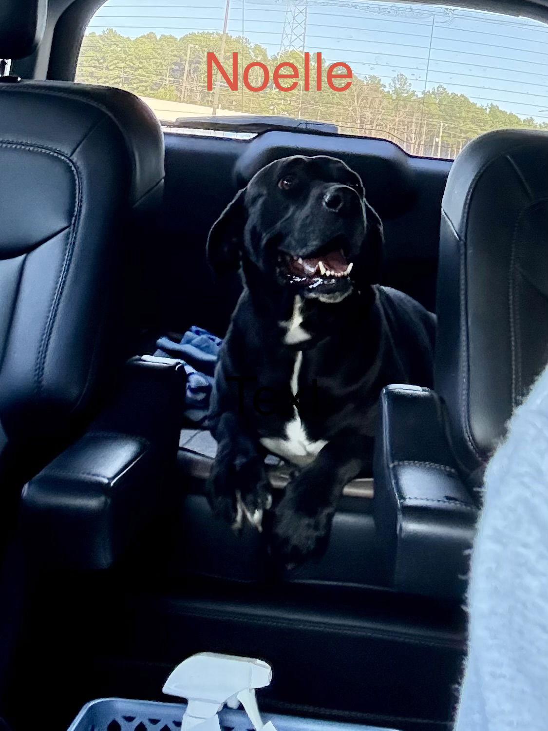 Noelle, Adoptable, Young Female Labrador Retriever.