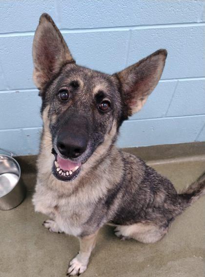 Circe, Adoptable, Adult Female German Shepherd Dog.