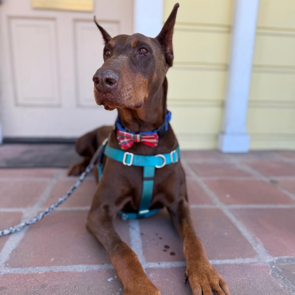 Dude, Adoptable, Senior Male Doberman Pinscher.