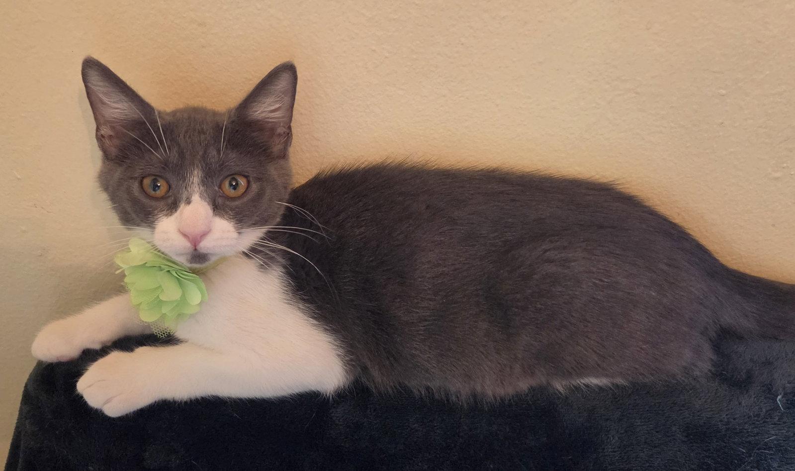 KIMCHI, Adoptable, Kitten Female Domestic Short Hair.