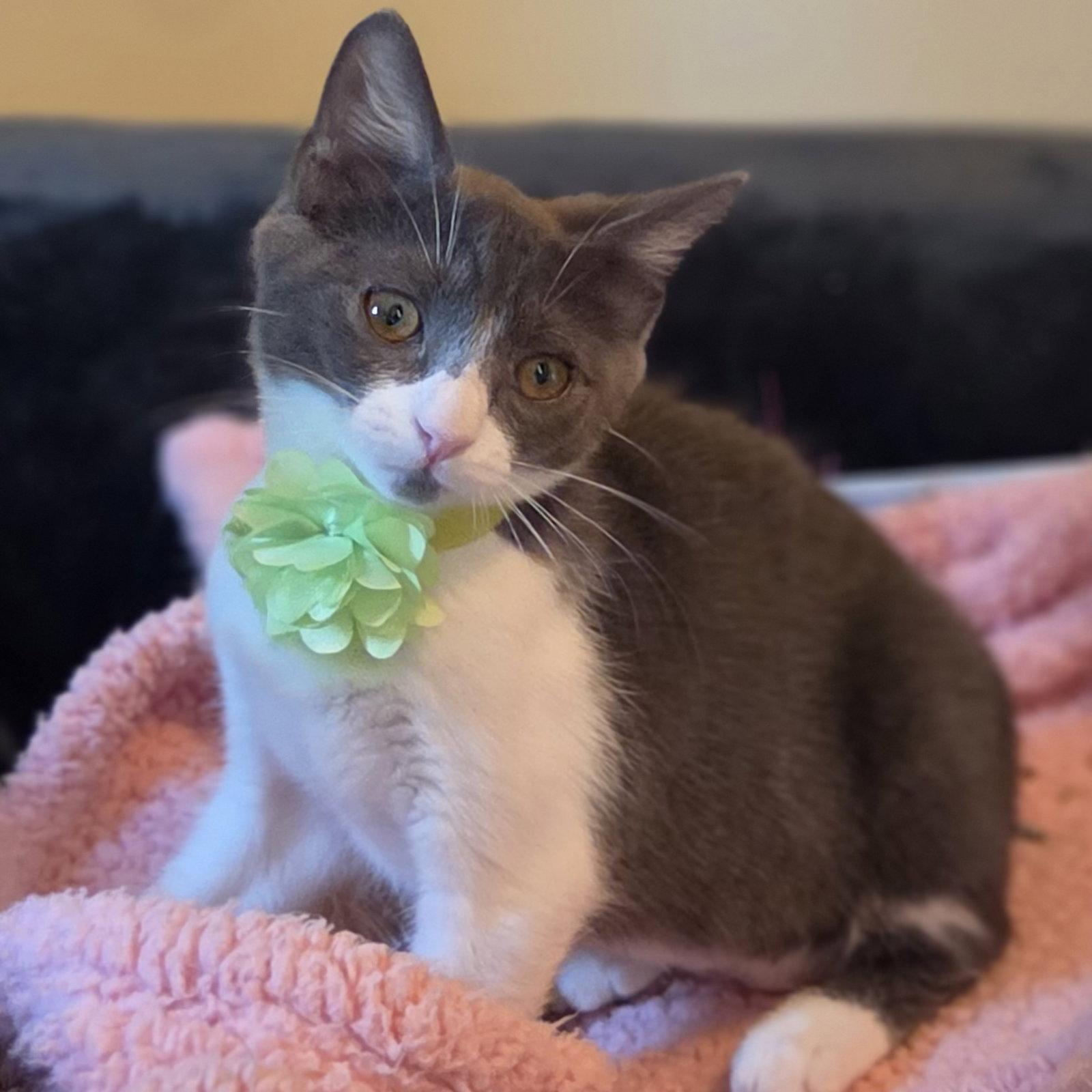 KIMCHI, a Adoptable Domestic Short Hair in Flushing, NY image 2/3