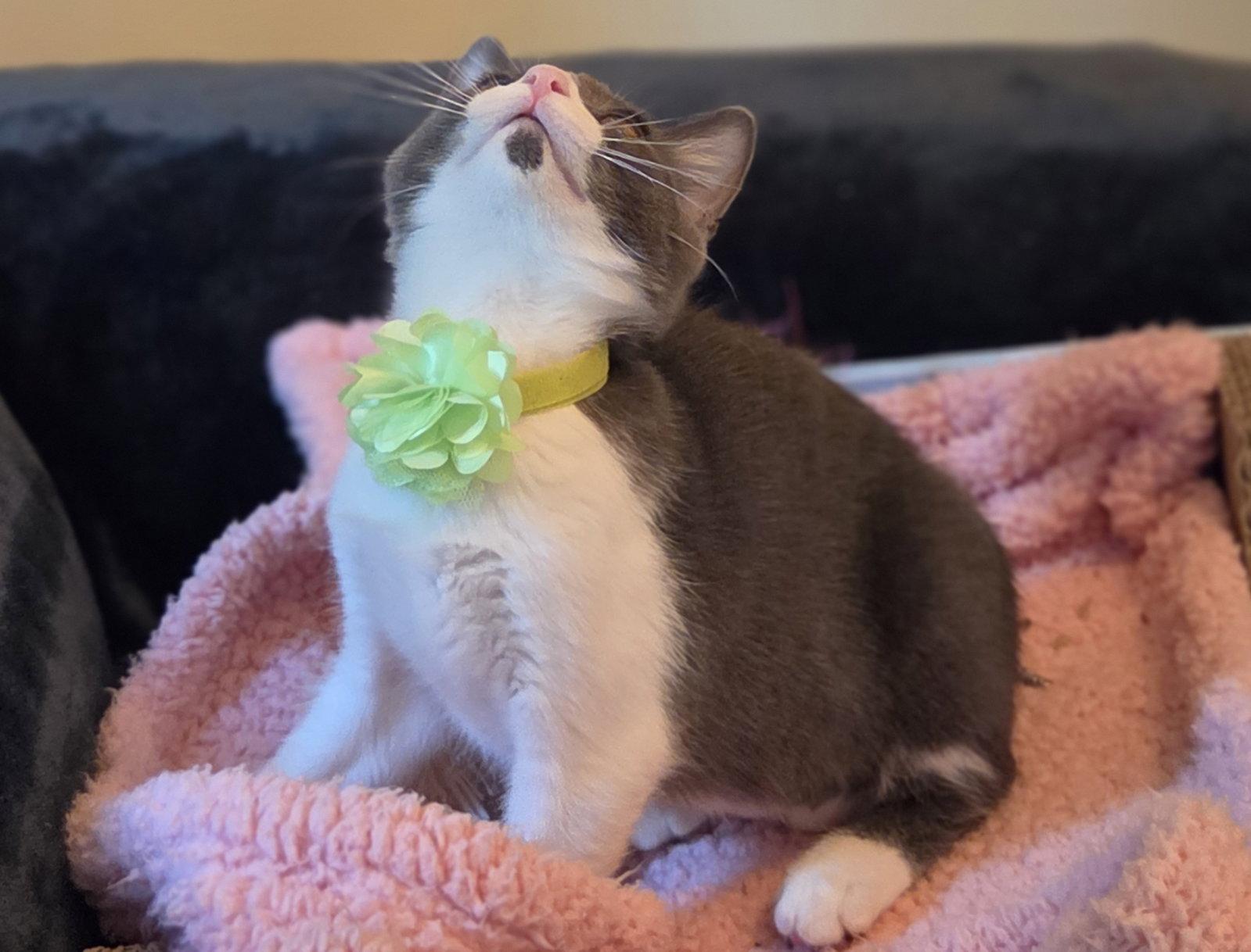 KIMCHI, a Adoptable Domestic Short Hair in Flushing, NY image 3/3