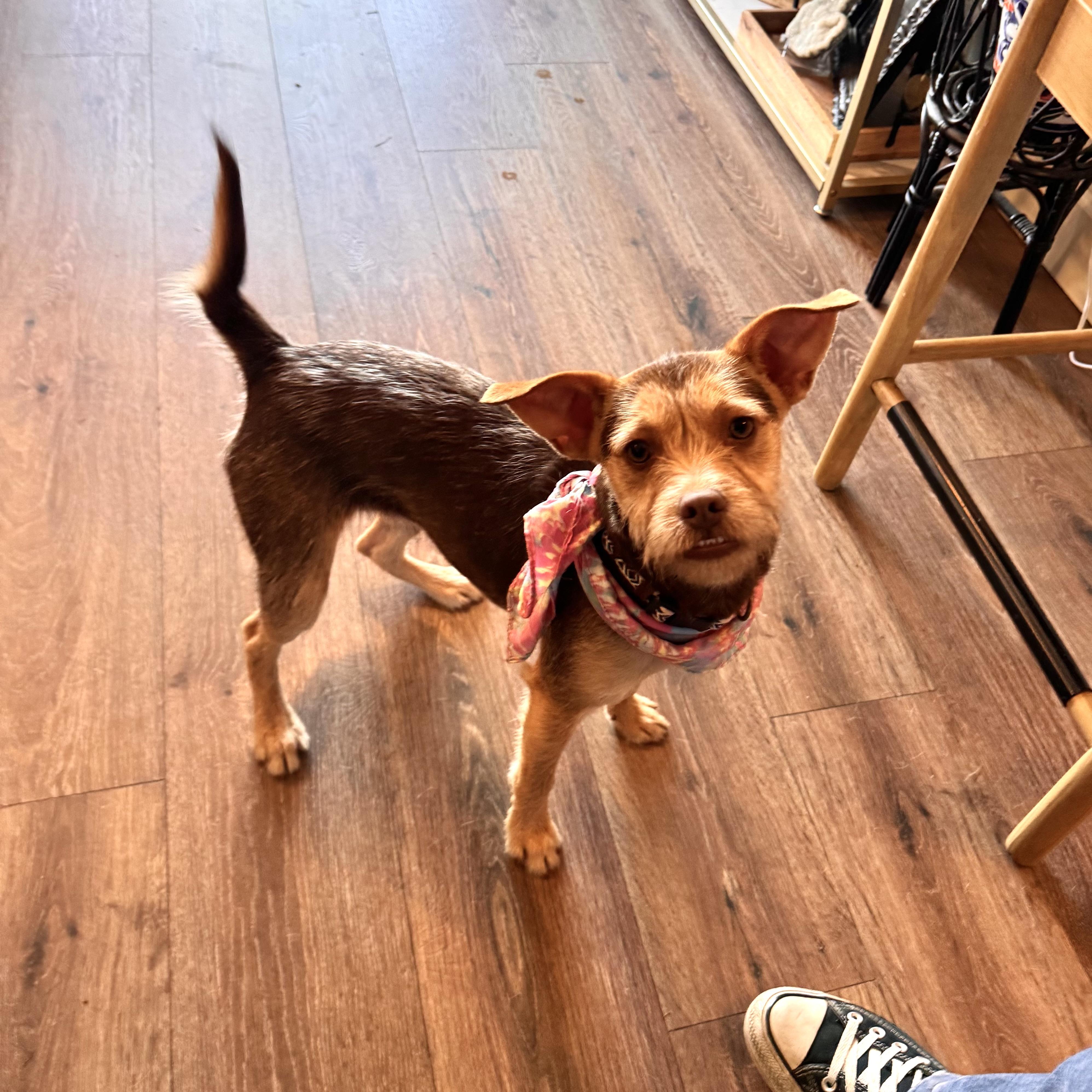 Enlarge Tilly, an adopted mixed breed in Olympia, WA image 3/6