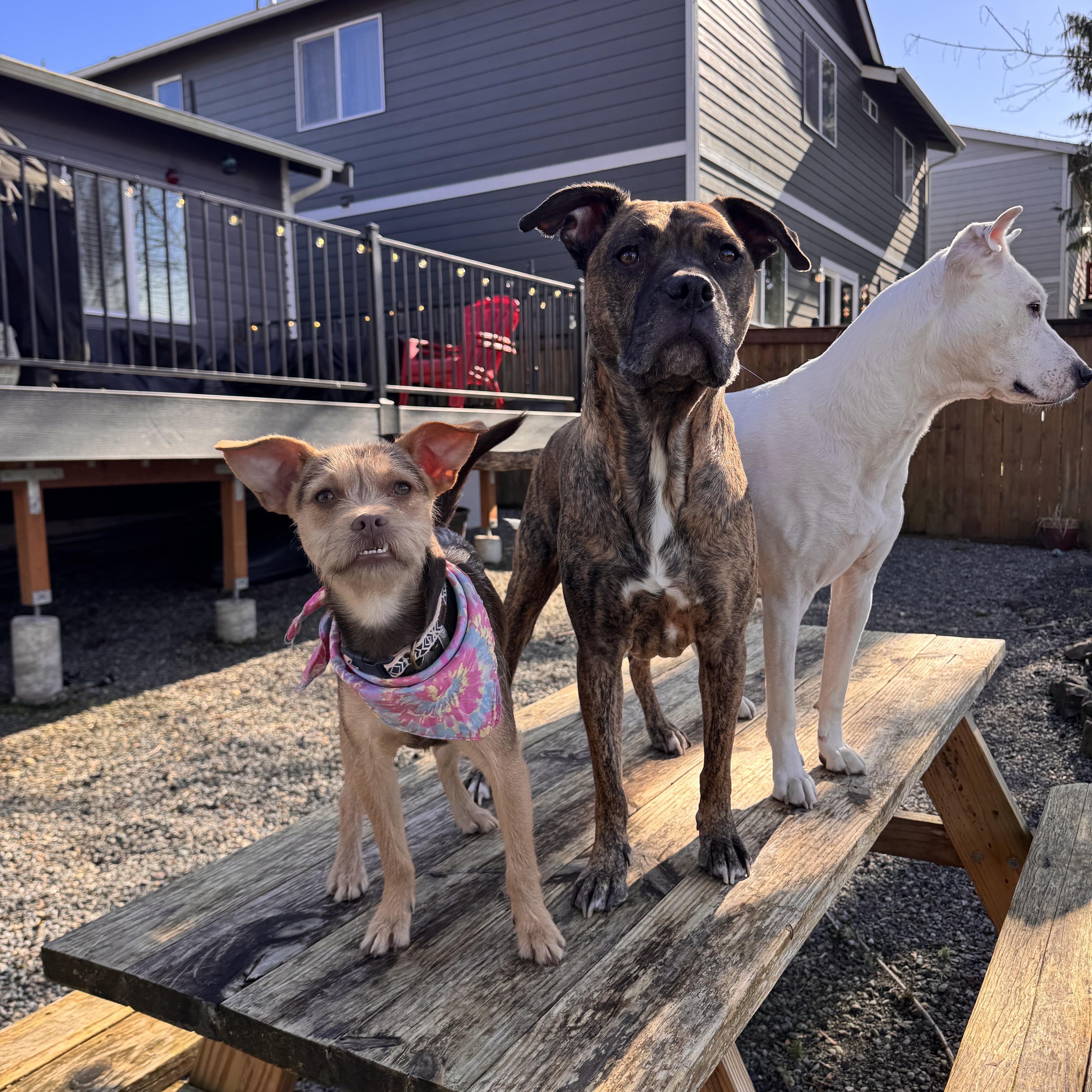 Enlarge Tilly, an adopted mixed breed in Olympia, WA image 5/6