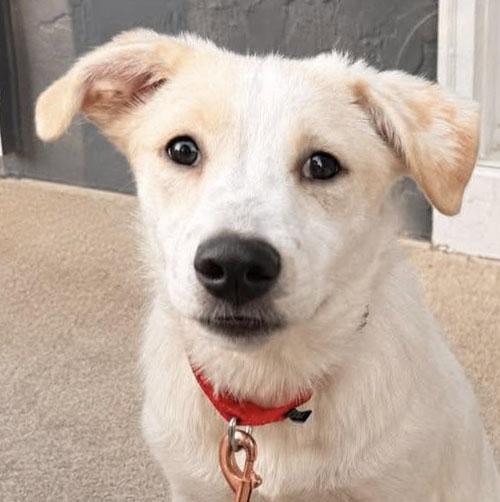 Luna (AO36623), adopted, Puppy Female Yellow Labrador Retriever.