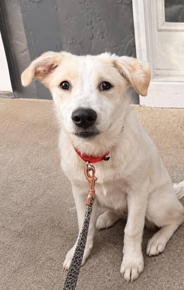 Luna (AO36623), an adopted mixed breed in Kansas City, KS image 2/2