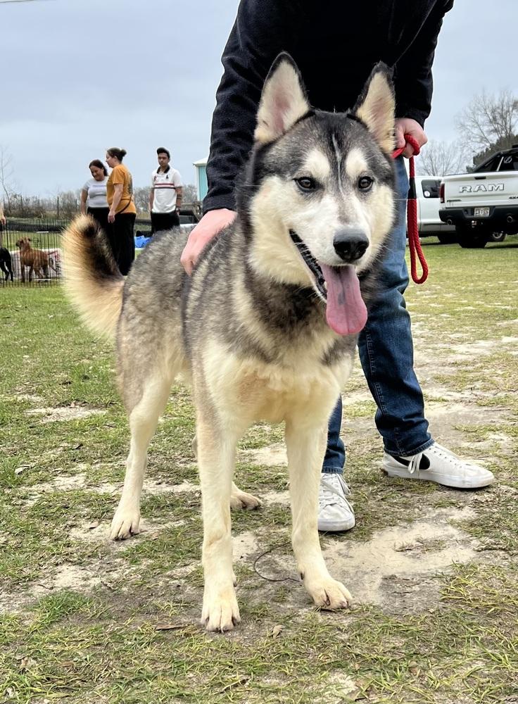 Balto Too photo