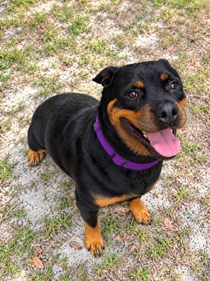 Mia, Adoptable, Adult Female Rottweiler & Mixed Breed.