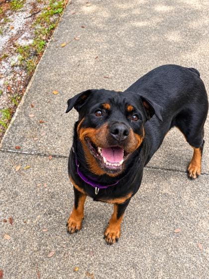 Enlarge Mia, a Adoptable mixed breed in Palm Coast, FL image 2/3