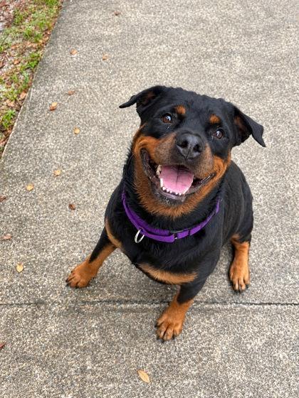 Enlarge Mia, a Adoptable mixed breed in Palm Coast, FL image 3/3