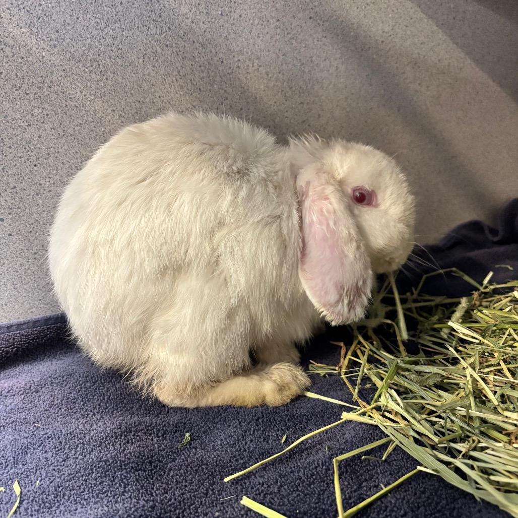 Grits, Adoptable, Young Female Mini Lop.