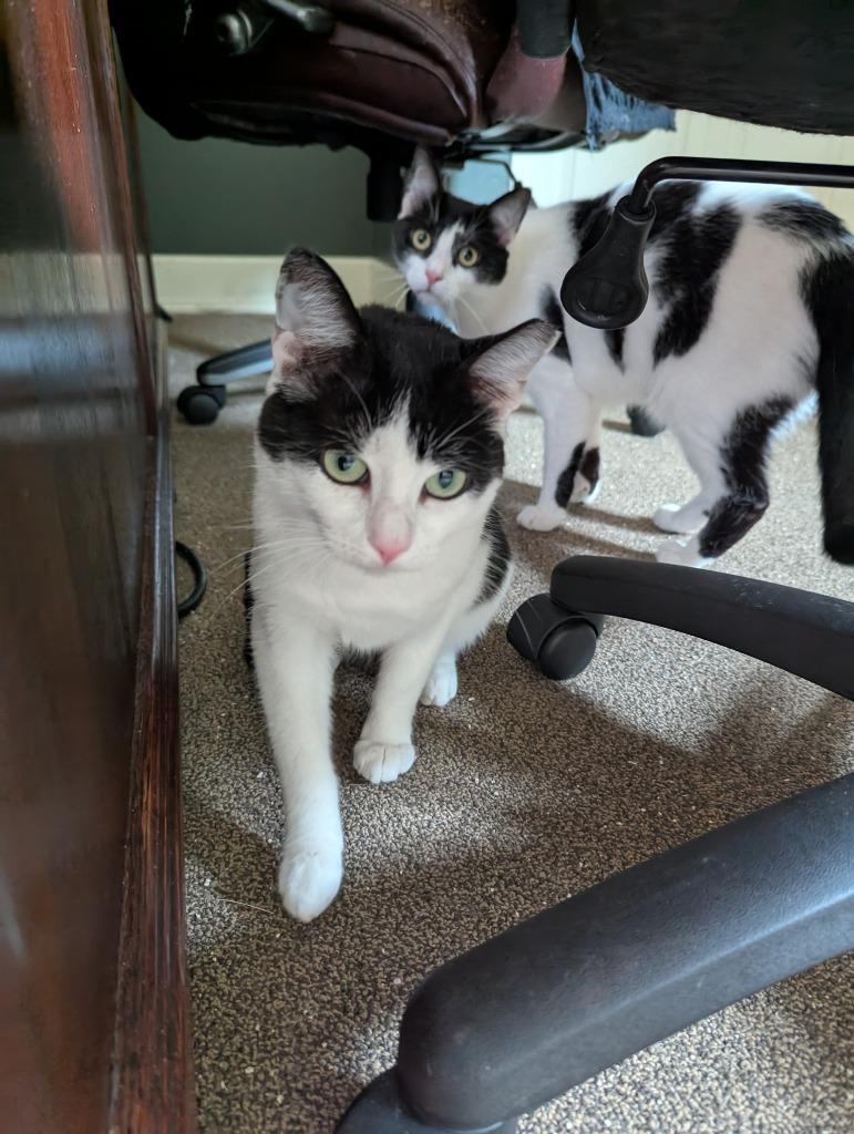 Mamma Cowgirl, Adoptable, Young Female Domestic Short Hair.