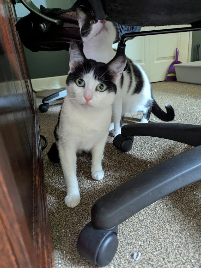 Enlarge Mamma Cowgirl, a Adoptable mixed breed in Pitman, NJ image 2/2