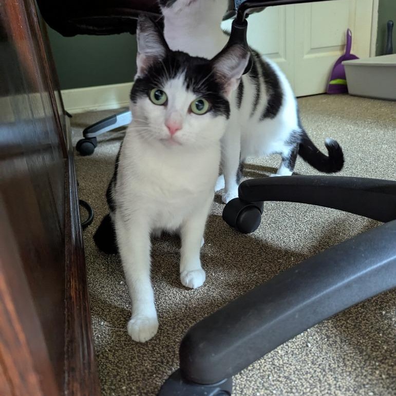 Enlarge Mamma Cowgirl, a Adoptable mixed breed in Pitman, NJ image 1/2