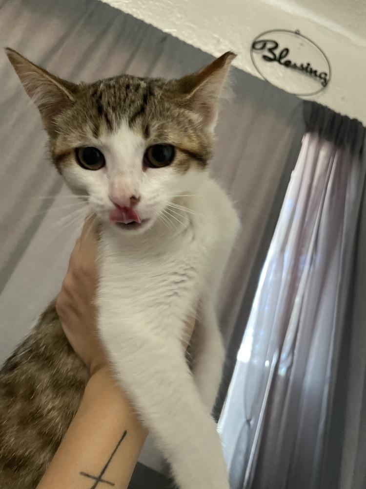 Coco, Adoptable, Kitten Female Domestic Short Hair.