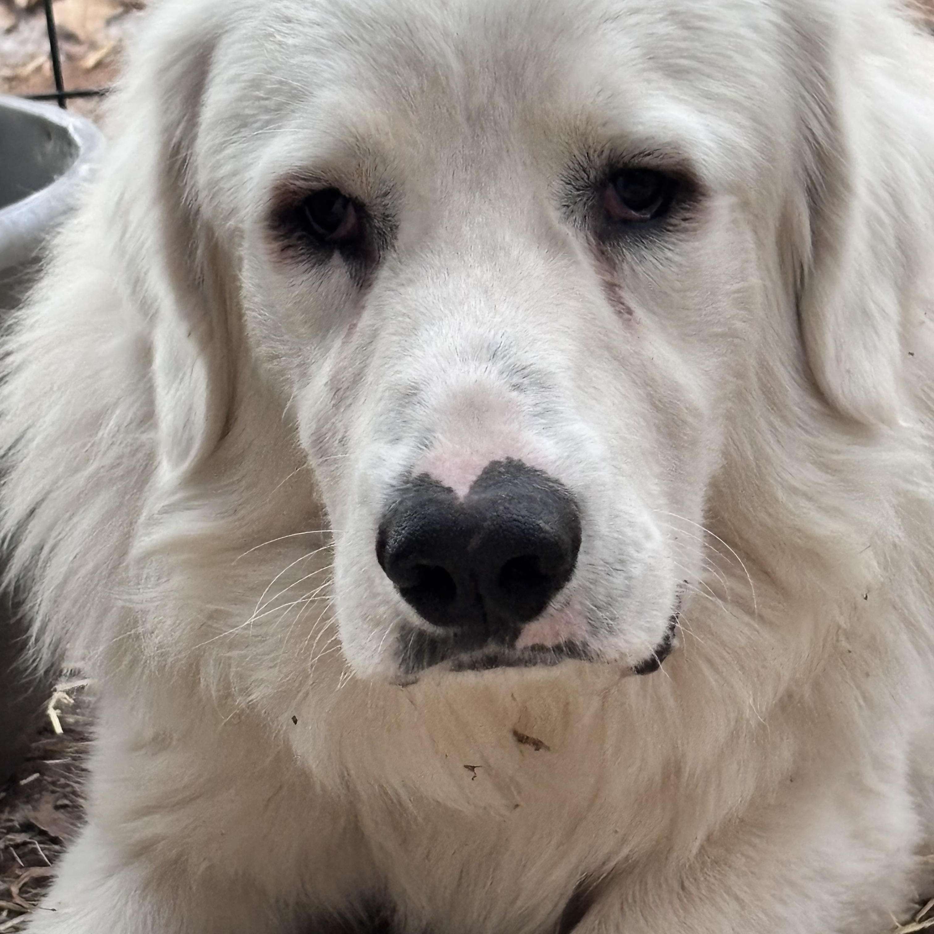 Enlarge Olaf , a ADOPTABLE Great Pyrenees in San Diego, CA image 1/2