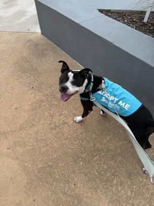 Pressure - 2, a Adoptable mixed breed in Daytona Beach, FL image 1/3