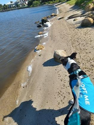 Pressure - 3, a Adoptable mixed breed in Daytona Beach, FL image 2/3