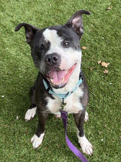 Pressure - 2, a Adoptable mixed breed in Daytona Beach, FL image 3/3