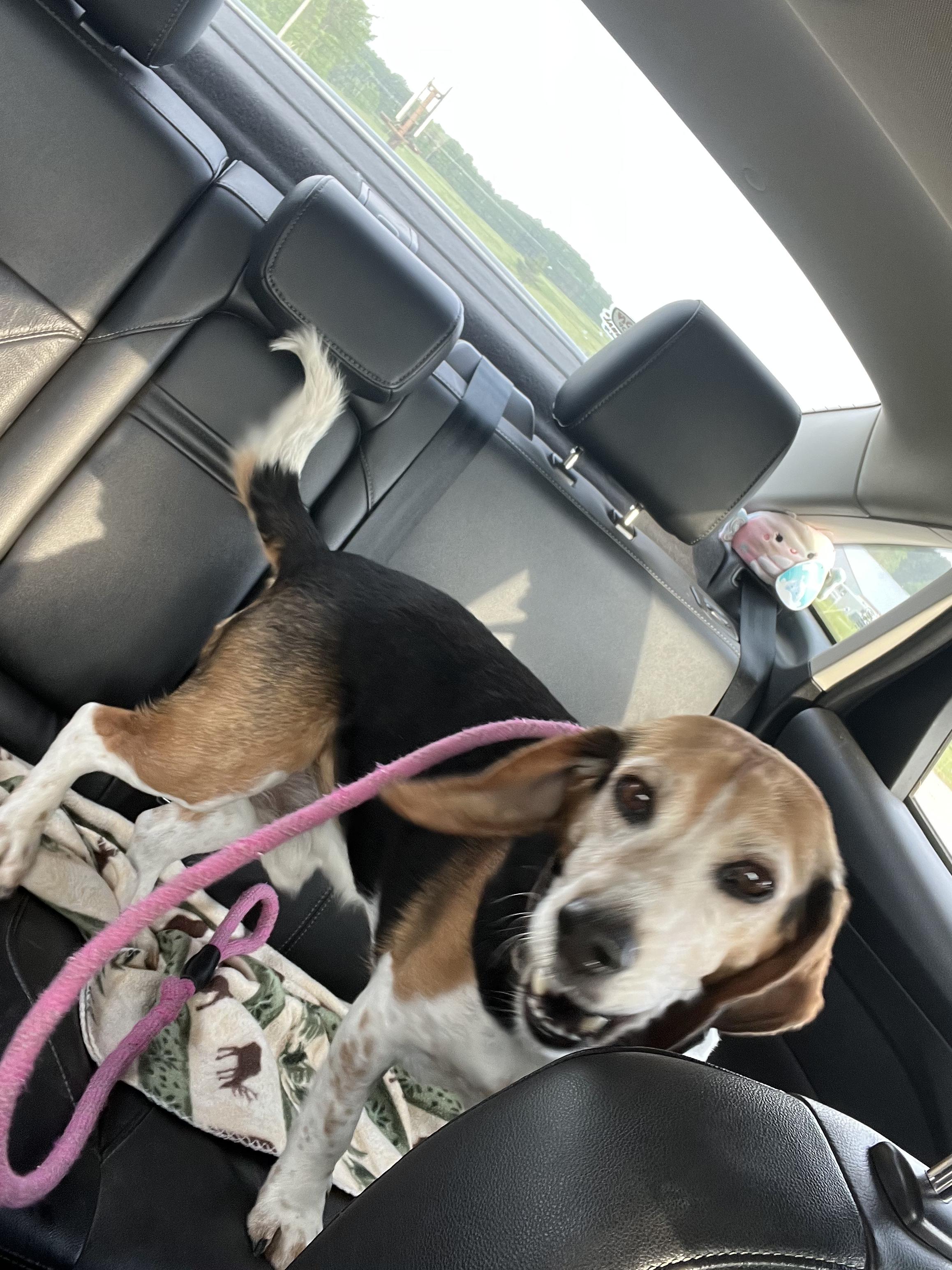 Beryl, ADOPTABLE, Adult Male Beagle.