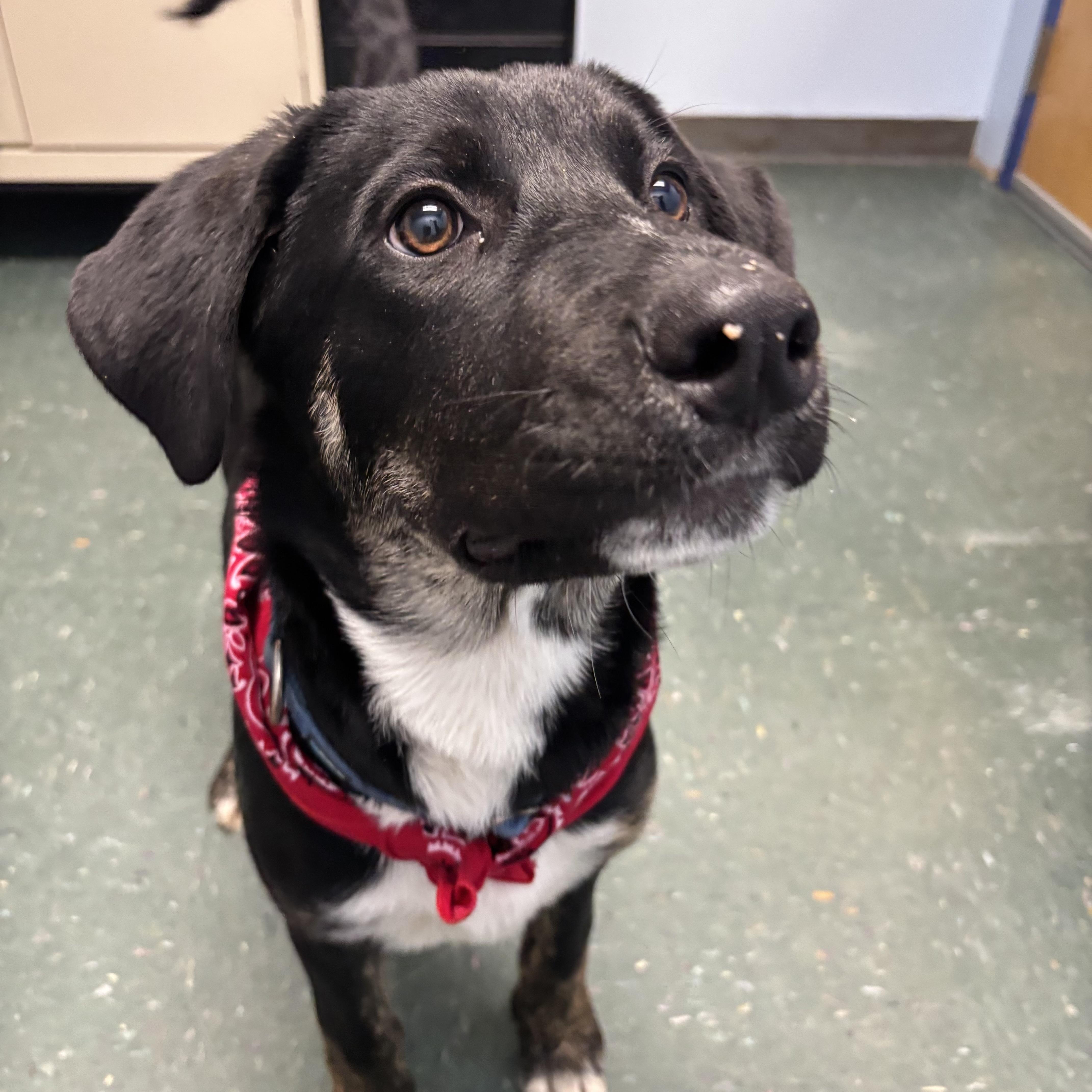 Enlarge King, an adopted mixed breed in Waynesburg, PA image 3/5