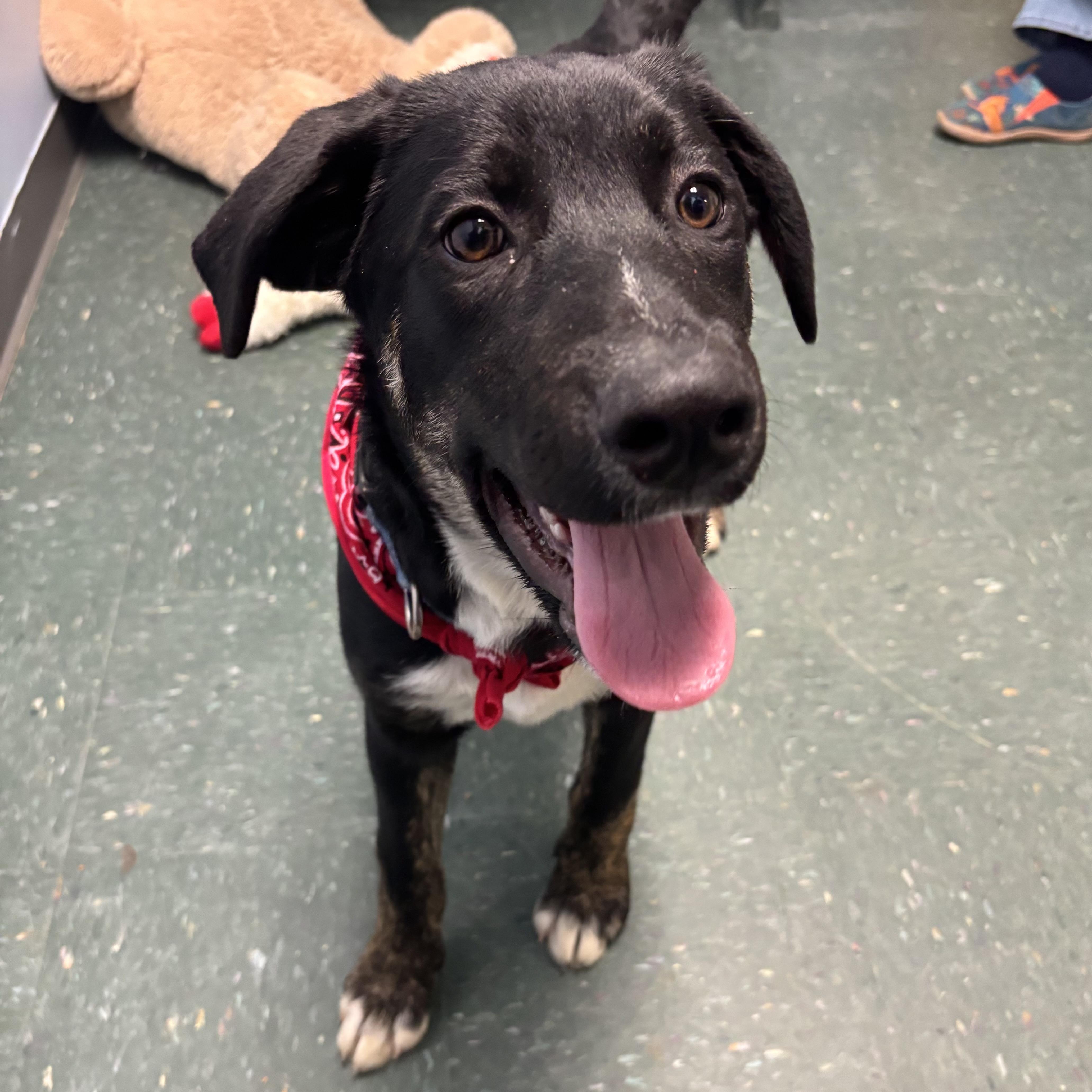 Enlarge King, an adopted mixed breed in Waynesburg, PA image 1/5