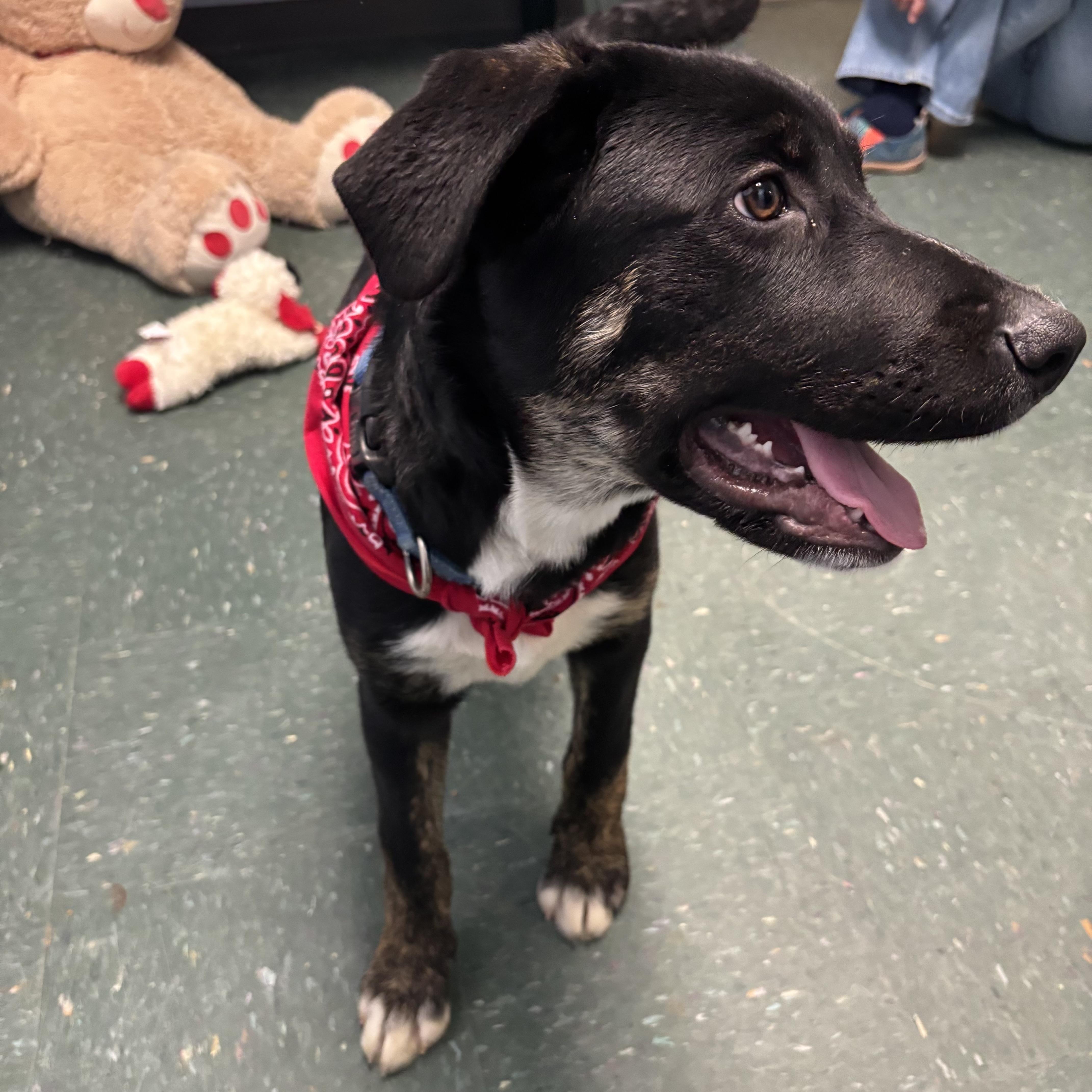 Enlarge King, an adopted mixed breed in Waynesburg, PA image 4/5