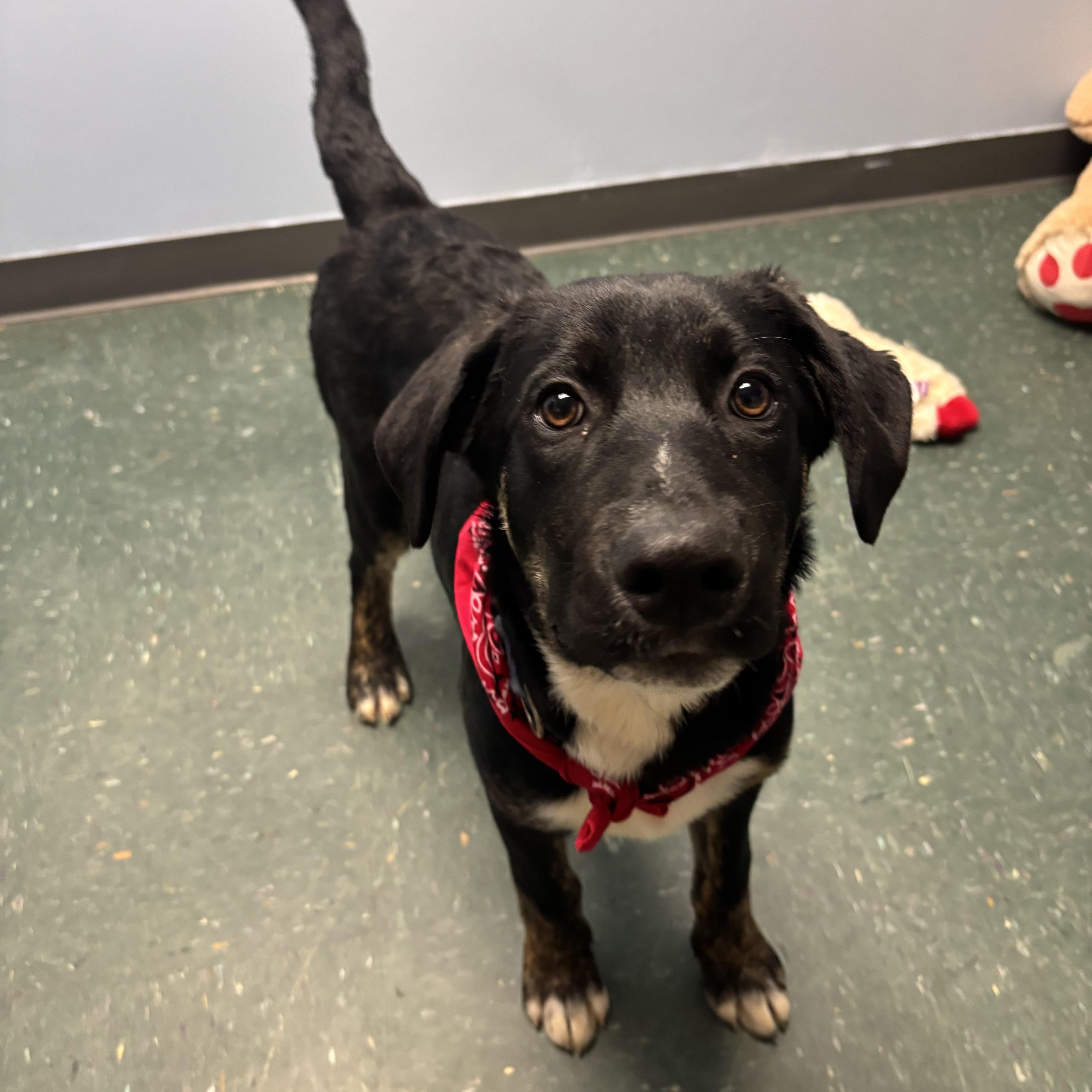 Enlarge King, an adopted mixed breed in Waynesburg, PA image 5/5