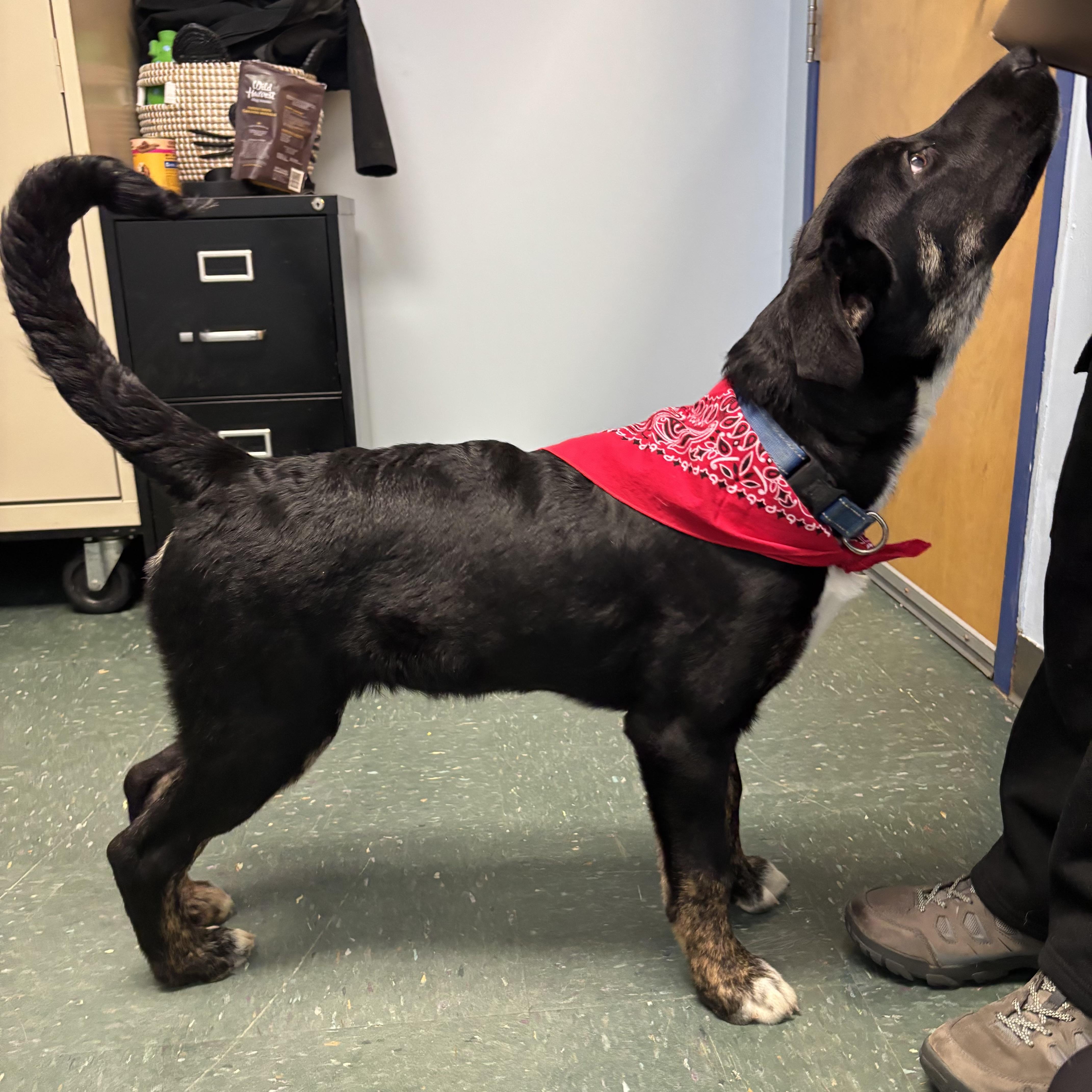 Enlarge King, an adopted mixed breed in Waynesburg, PA image 2/5