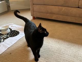 Emmy, Adoptable, Adult Female Domestic Short Hair.