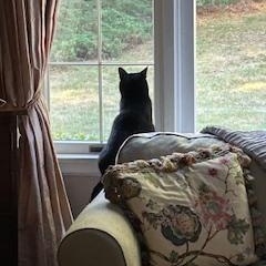 Emmy, a Adoptable Domestic Short Hair in New Britain, CT image 2/5